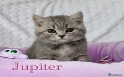 British Shorthair cats for sale: GCCF British Shorthairs **READY NOW** in Manchester - Image 16