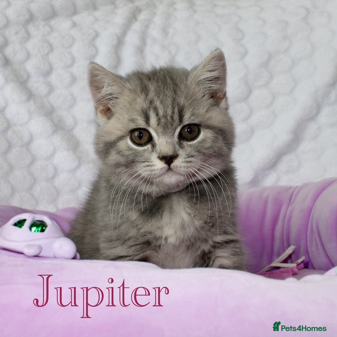 British Shorthair cats for sale: GCCF British Shorthairs **READY NOW** in Manchester - Image 16