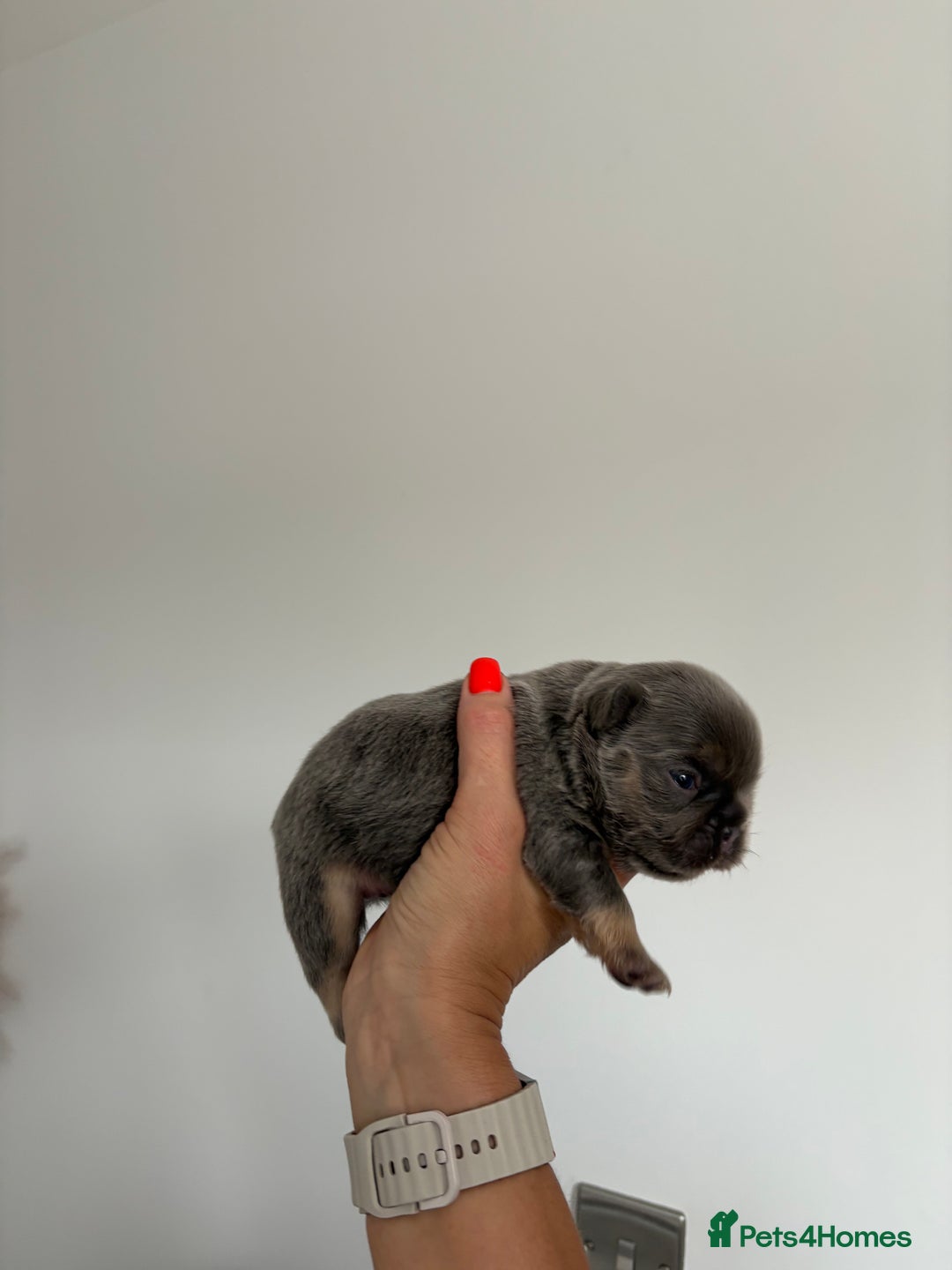 French Bulldog dogs for sale: Fluffy French Bulldog Puppies FOR SALE -  - Image 16