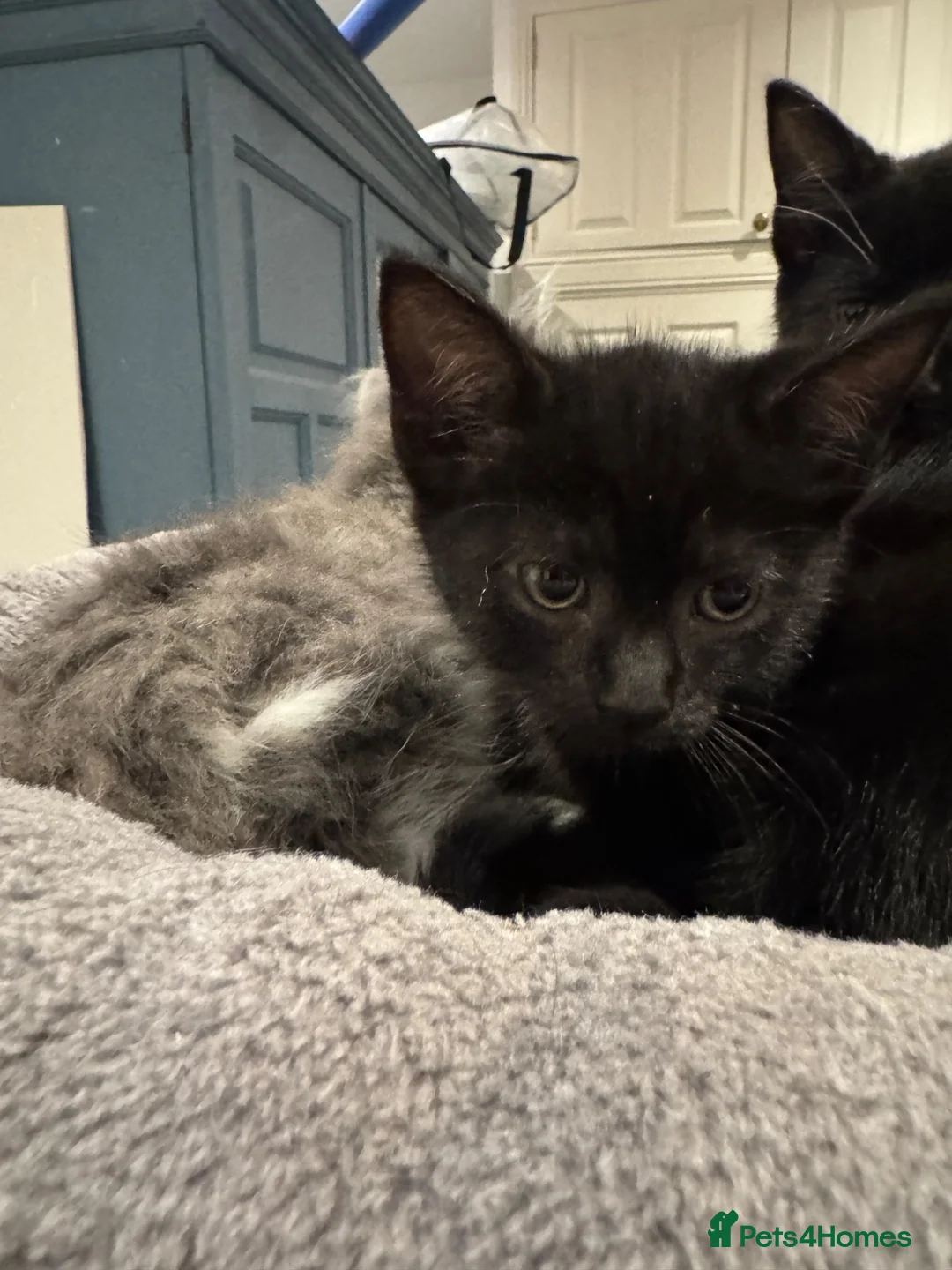British Shorthair cats for sale: Adorable bland and grey kittens in Glasgow - Advert 17