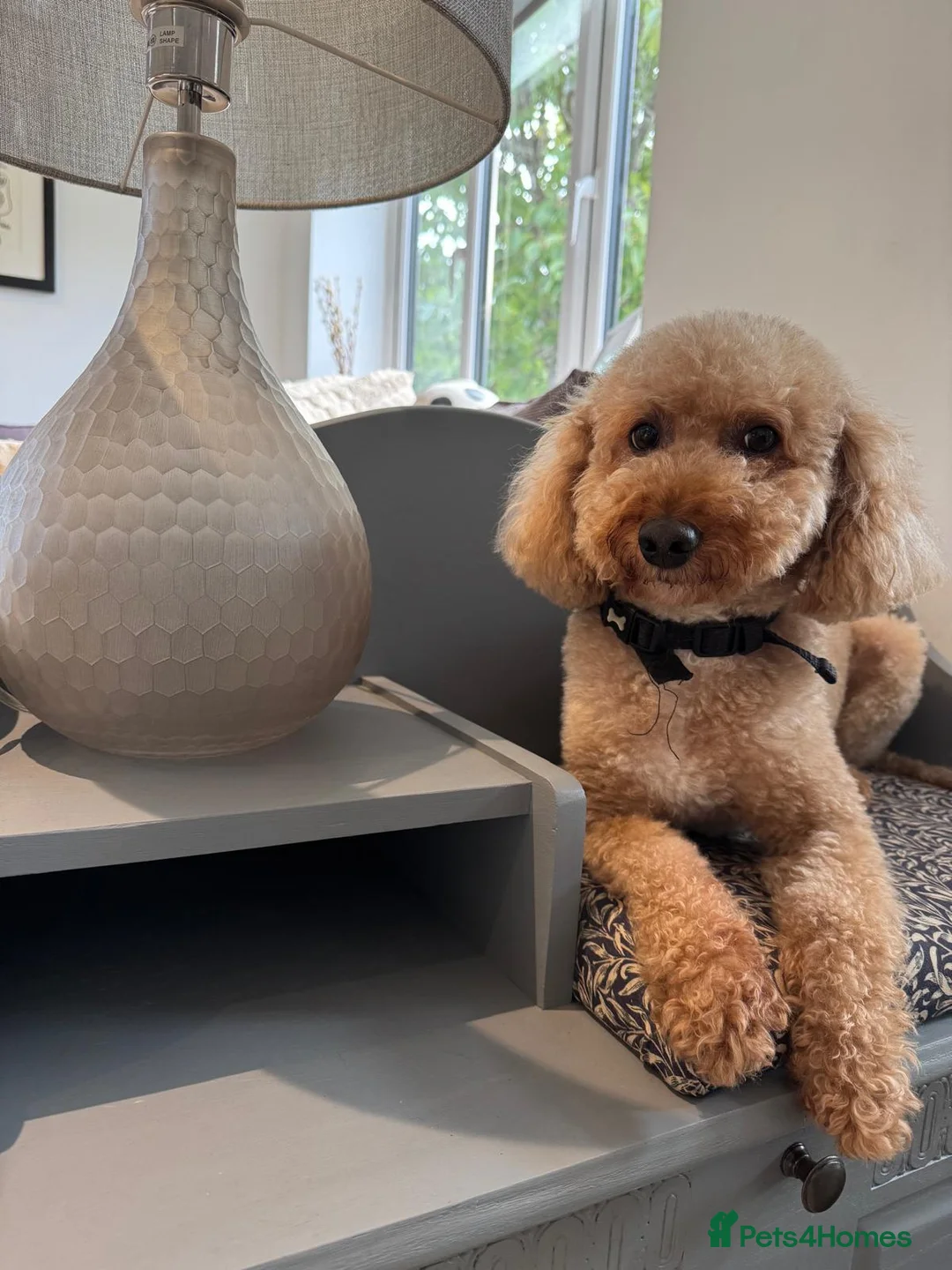 Miniature Poodle dogs for stud: Our Very handsome, charming Red Miniature Poodle  - Advert 2