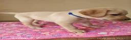 Labrador Retriever dogs for sale: Exceptional Home Raised Labrador Puppies in Nottingham - Advert 6