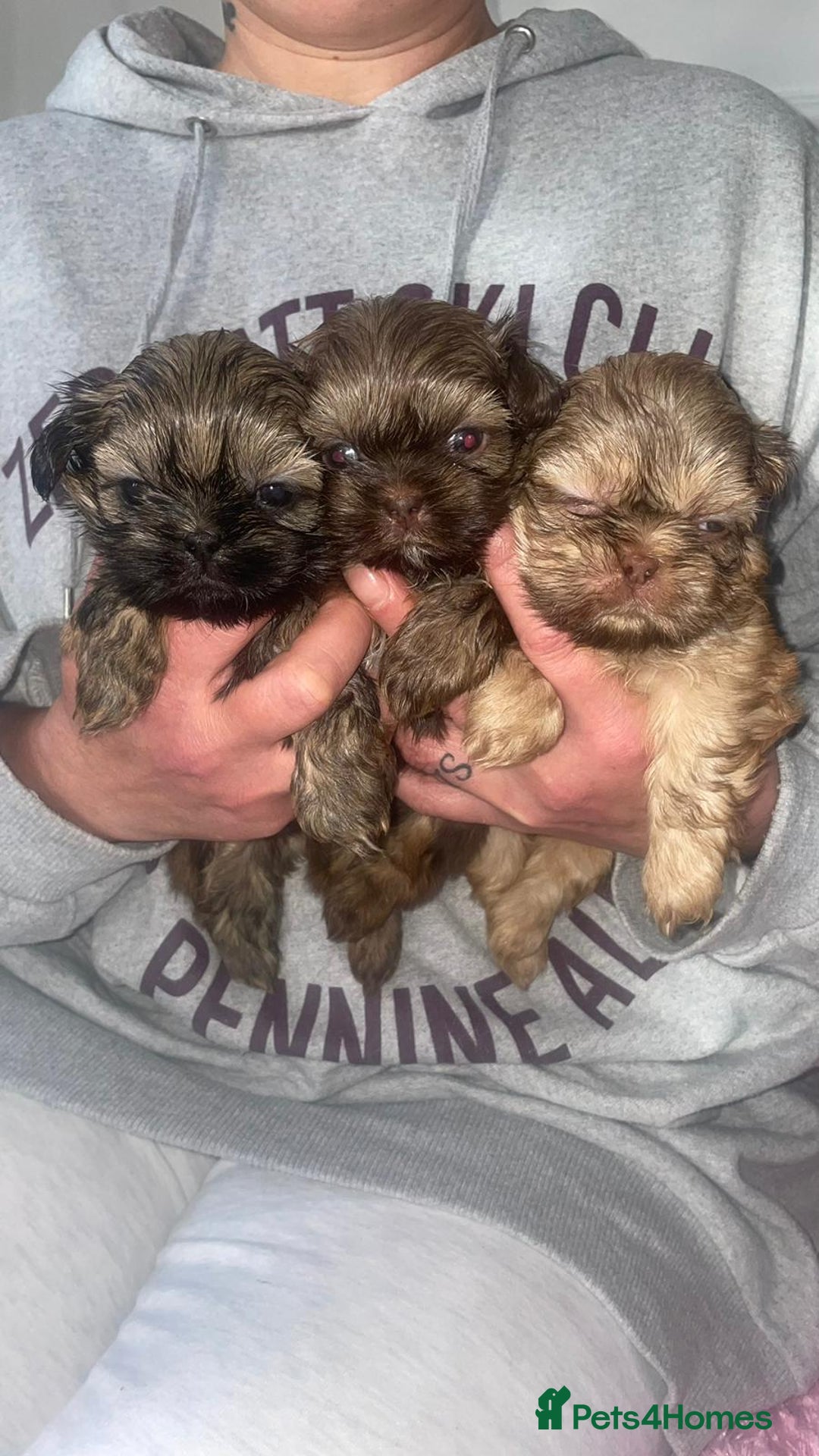 Shih Tzu dogs for stud: Stunning shihtzu stud in Wrexham - Advert 9