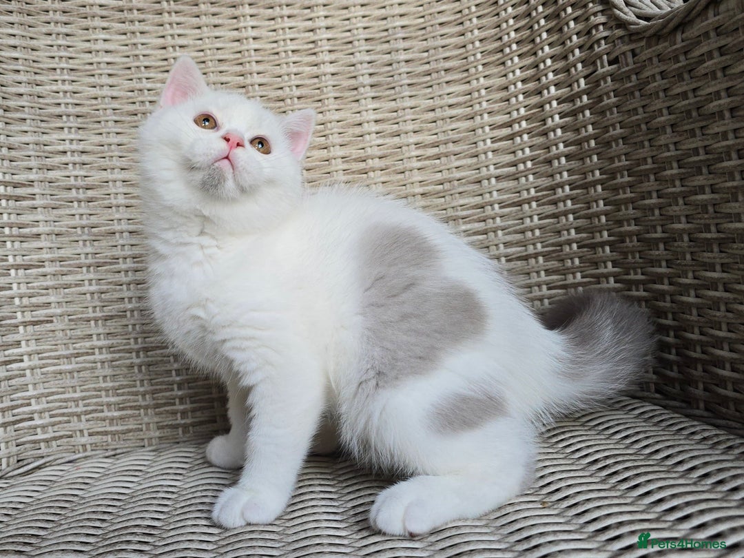 British Shorthair cats for sale: Stunning British Shorthair Kittens  - Advert 8