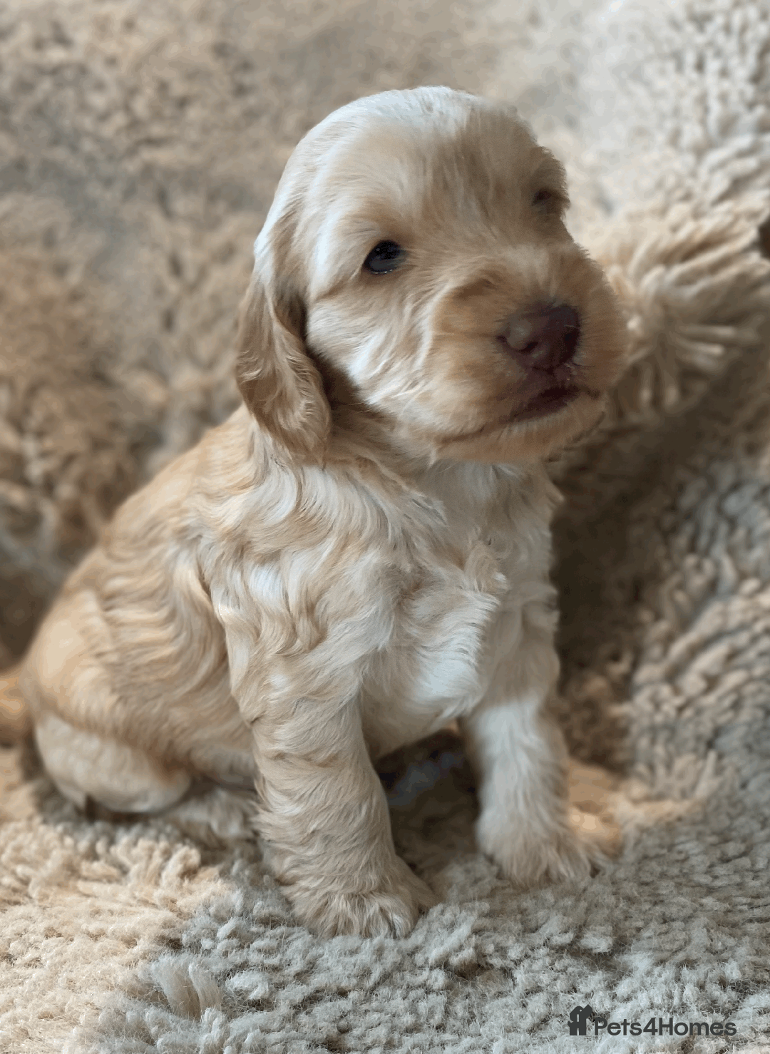 Cockapoo dogs for sale: cockapoo F1 - Image 11