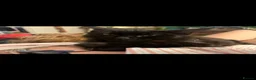 Maine Coon cats for sale: Half maine coon kittens black in Maidstone - Advert 6