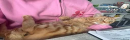 British Longhair cats for sale: Two ginger twin sisters free to a new home  - Advert 3