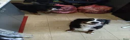 Bernese Mountain Dog dogs for sale: BEAUTIFUL BERNESE PUPS DUE ANY DAY  - Advert 1