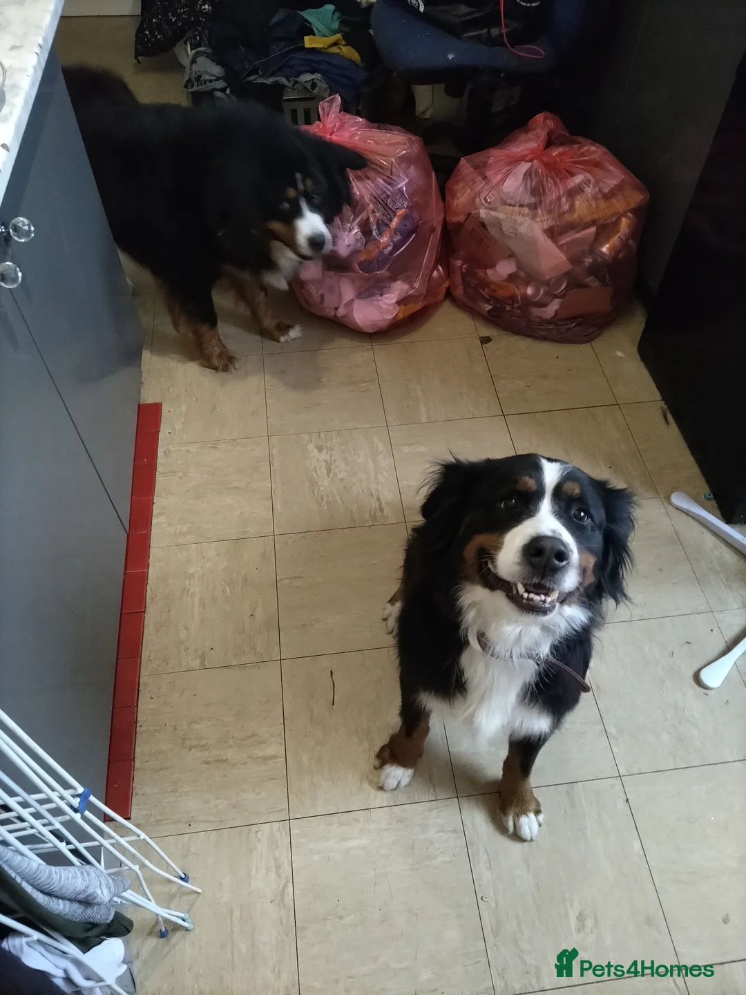 Bernese Mountain Dog dogs for sale: BEAUTIFUL BERNESE PUPS DUE ANY DAY  - Advert 1