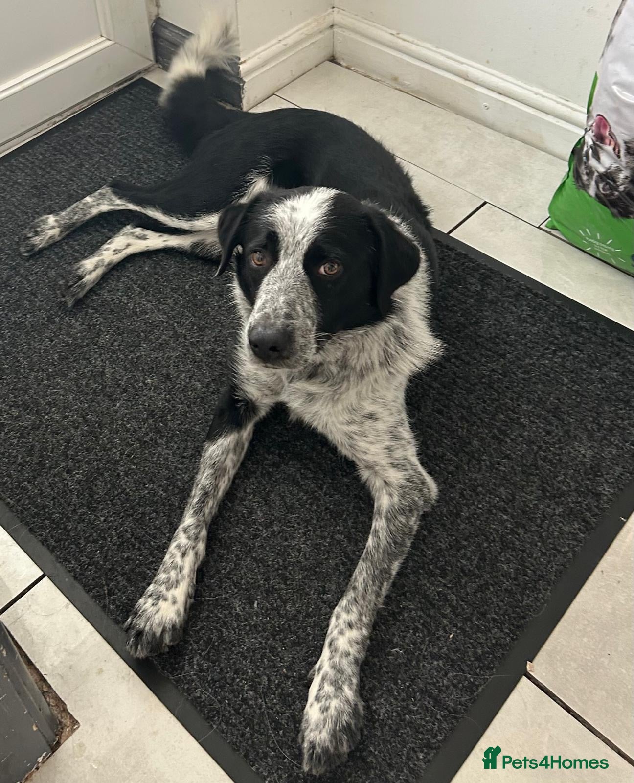 Border Collie dogs Bonzo male 3yr collie  - Advert 1