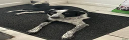 Border Collie dogs for sale: Bonzo male 3yr collie  - Advert 1