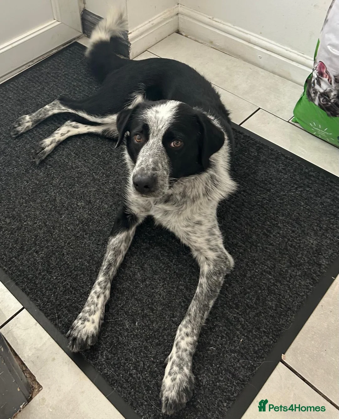 Border Collie dogs for sale: Bonzo male 3yr collie  - Advert 1