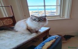 Ragdoll cats for sale: Pedigree Ragdoll BondingPair Adult Cats  - Image 5