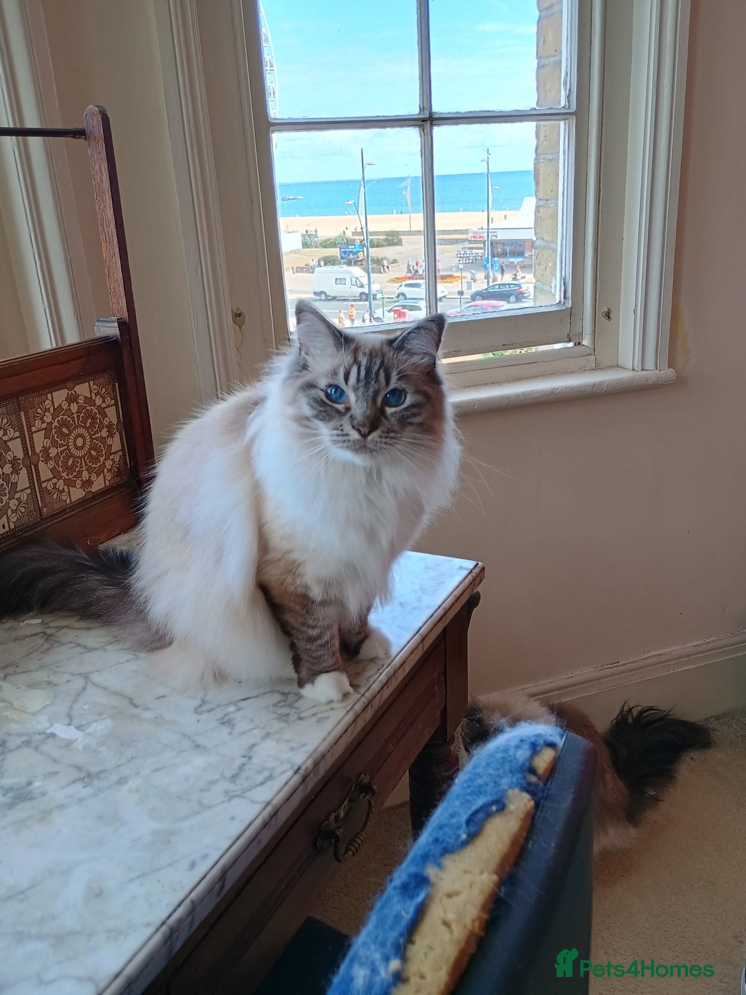 Ragdoll cats for sale: Pedigree Ragdoll BondingPair Adult Cats  - Image 5
