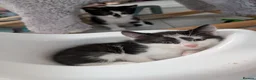 Mixed Breed cats for sale: 3 beautiful kittens  - Advert 2