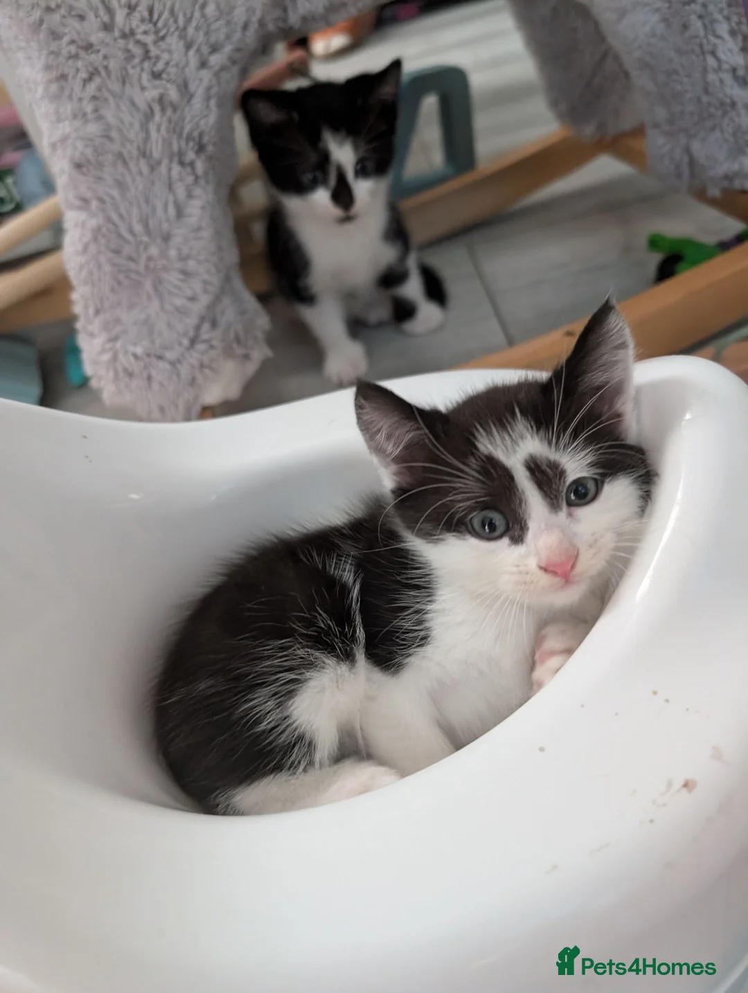 Mixed Breed cats for sale: 3 beautiful kittens  - Advert 2