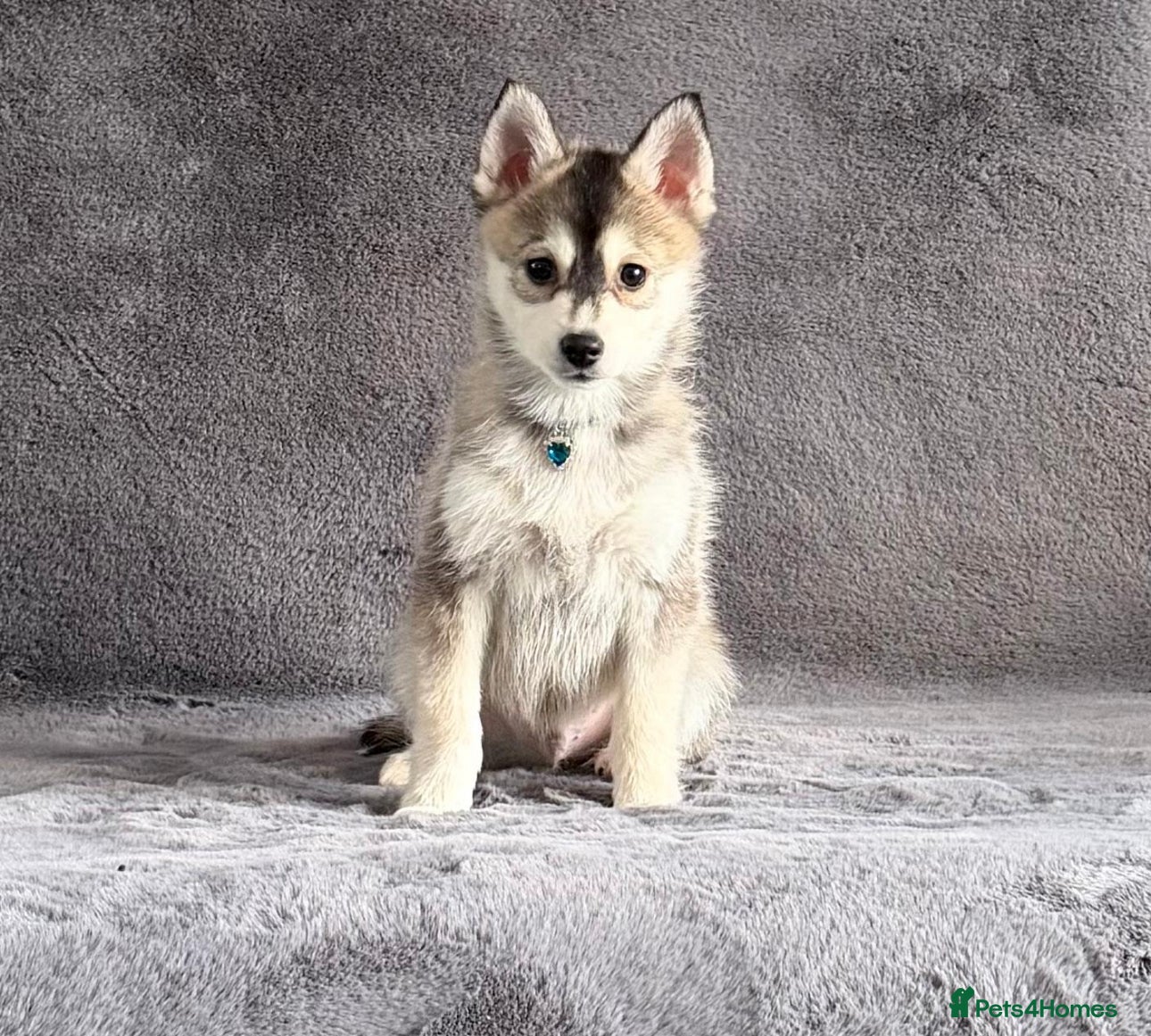 Pomsky dogs (Loki) small wolf grey (f3) male pomsky puppy  - Advert 1