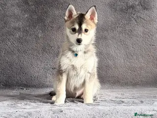 Pomsky dogs (Loki) small wolf grey (f3) male pomsky puppy - Advert 16