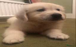 Golden Retriever dogs for sale: Chunky Golden Retriever pups with cream coats - Image 16