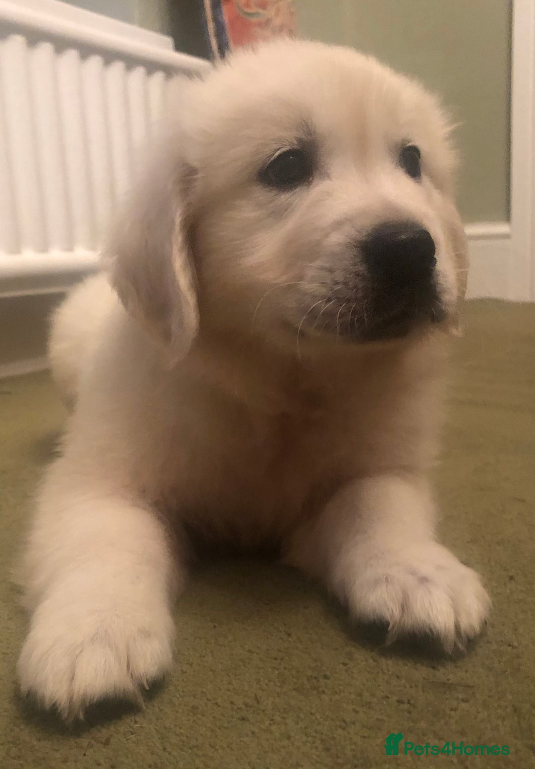 Golden Retriever dogs for sale: Chunky Golden Retriever pups with cream coats - Image 16