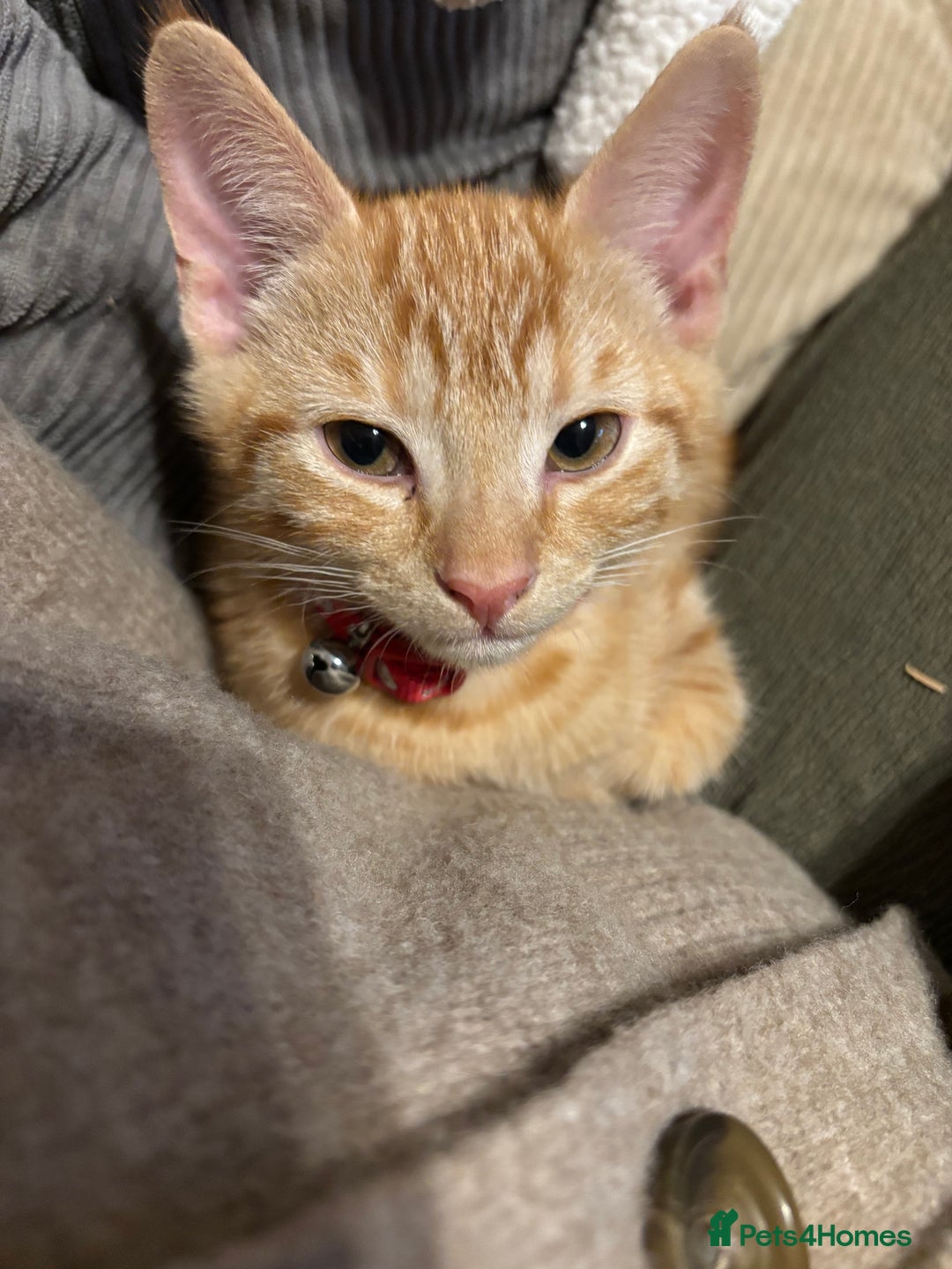 Mixed Breed cats for sale: Tigger for sale - Advert 4