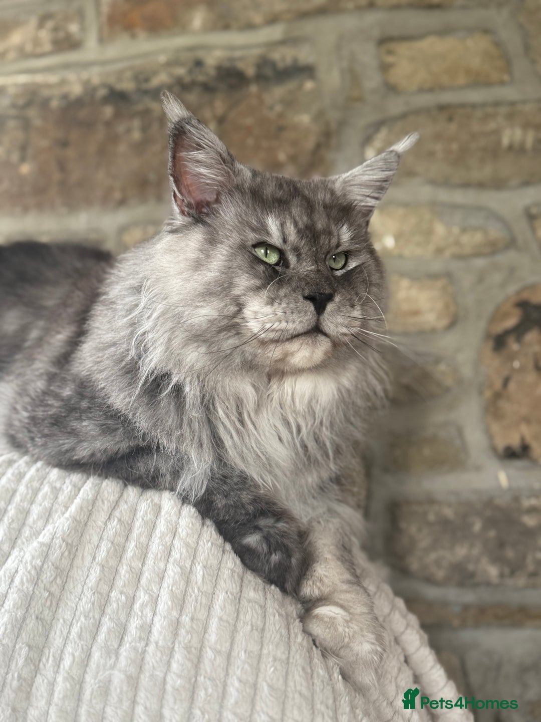 Maine Coon cats for stud: Three HANDSOME Maine Coon Studs! - Advert 7