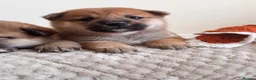 Japanese Shiba Inu dogs for sale: Health tested champion bloodline small size Shiba  - Advert 19