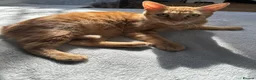 Arabian Mau cats for sale: 🐾 Boston – Beautiful 1-Year-Old Arabian Mau  - Advert 3