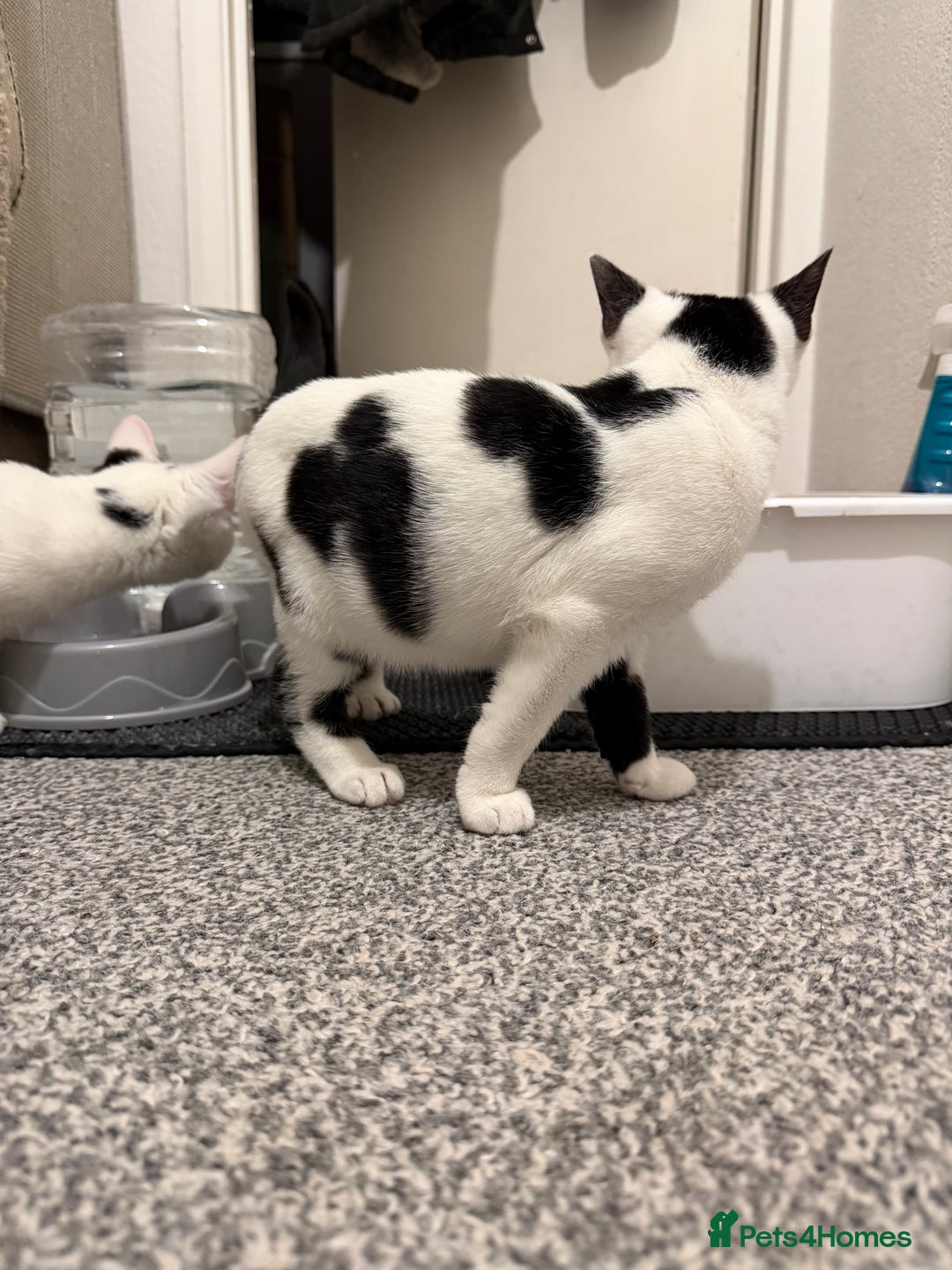 Domestic Shorthair cats for sale: Adorable Black & White Domestic Shorthair Kittens - Advert 16