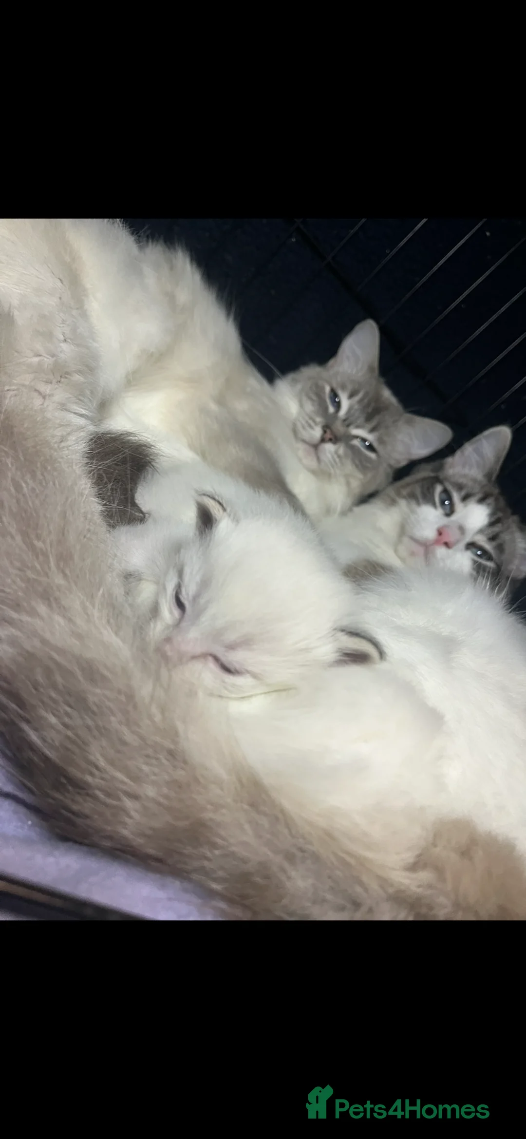 Ragdoll cats for sale: Male ragdoll kittens  - Advert 21