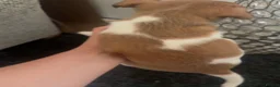 Mixed Breed dogs for sale: Teddy bear dog x Jack Russell - Advert 10