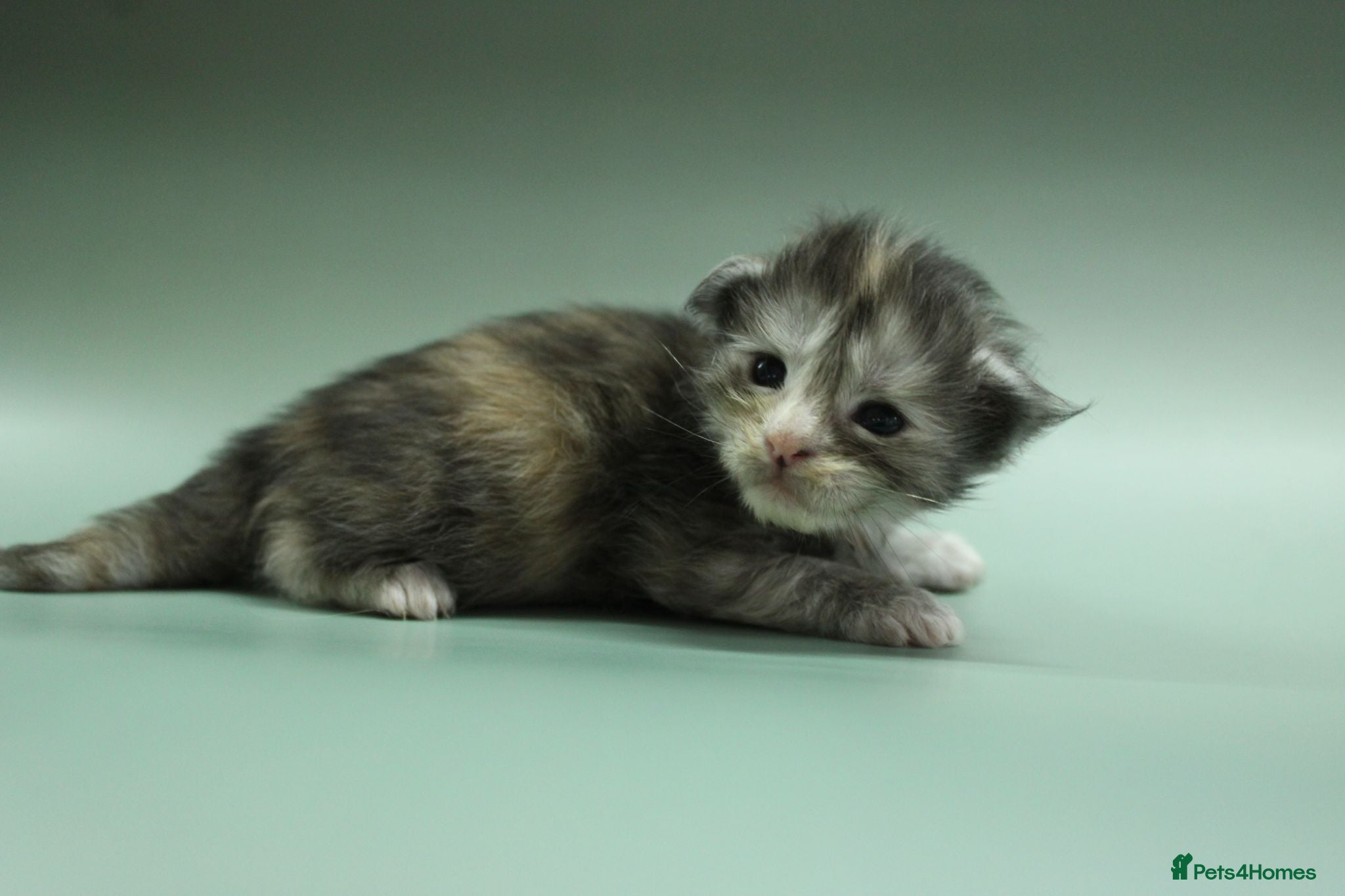 Maine Coon cats Tica Registered Maine Coon Kittens Available  - Advert 2