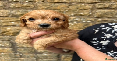Cavapoo dogs - Advert 1