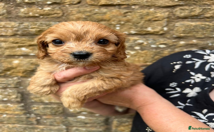 Cavapoo dogs - Advert 4