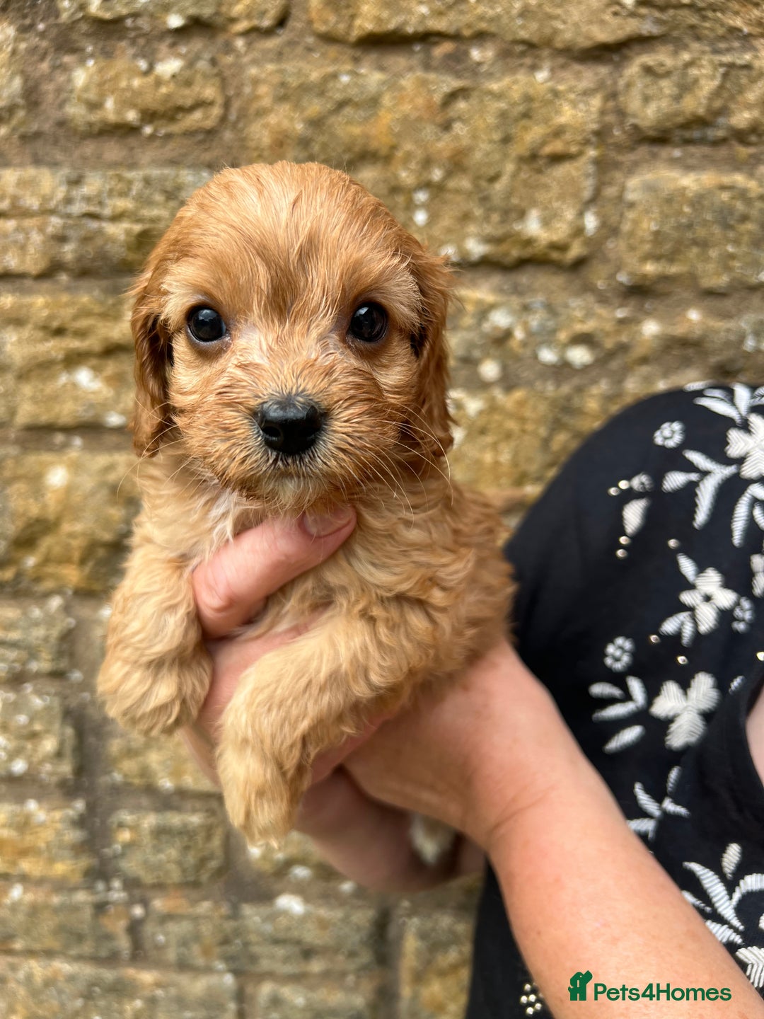 Cavapoo dogs for sale: Cavapoos puppies  - Image 1