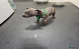 Staffordshire Bull Terrier dogs for sale: blue staffy puppies  - Image 6