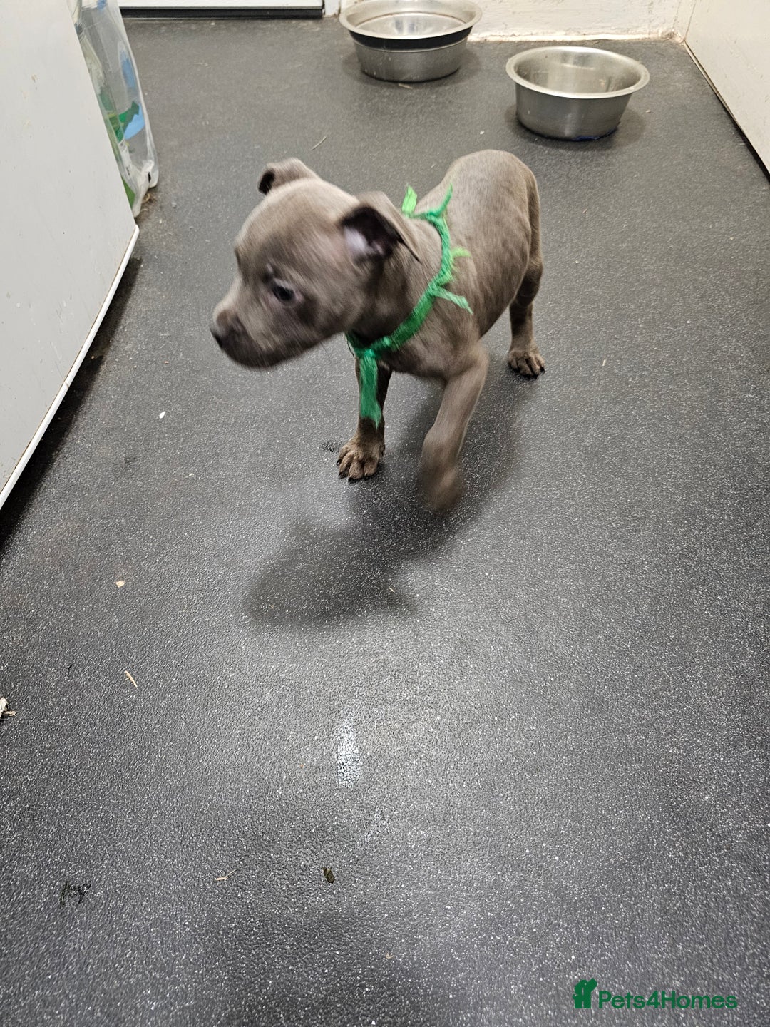 Staffordshire Bull Terrier dogs for sale: blue staffy puppies  - Image 6