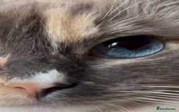 Ragdoll cats for sale: Playful Indoor Cat Kiki-Fully Vaccinated & Healthy - Image 13