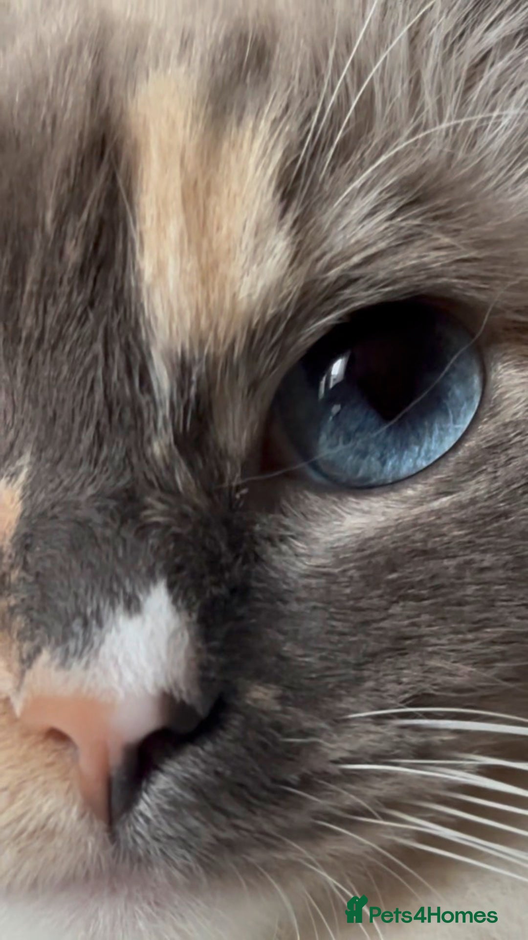 Ragdoll cats for sale: Playful Indoor Cat Kiki-Fully Vaccinated & Healthy - Image 13