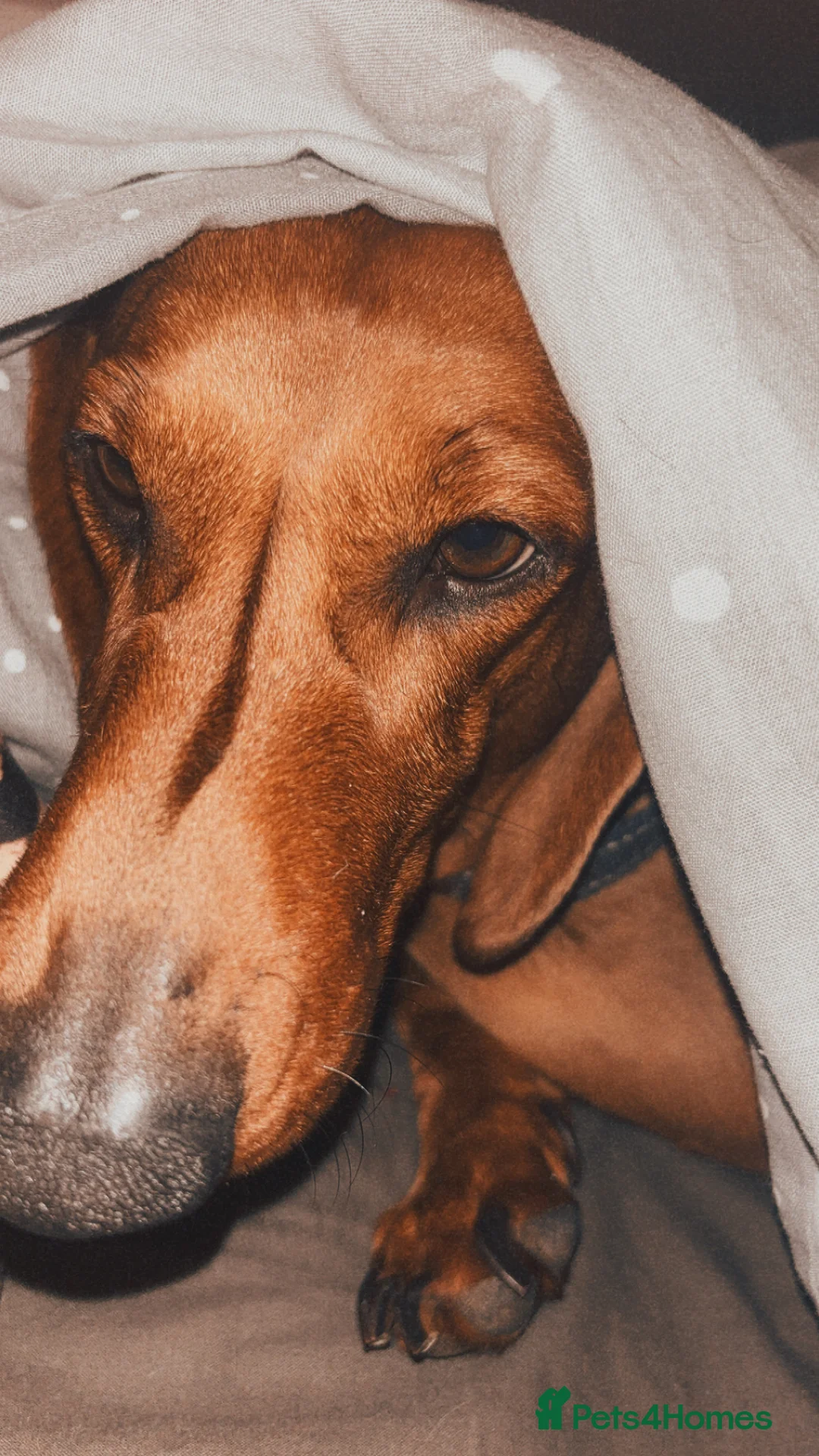 Dachshund dogs for sale: Red pedigree Dachshund  - Advert 13