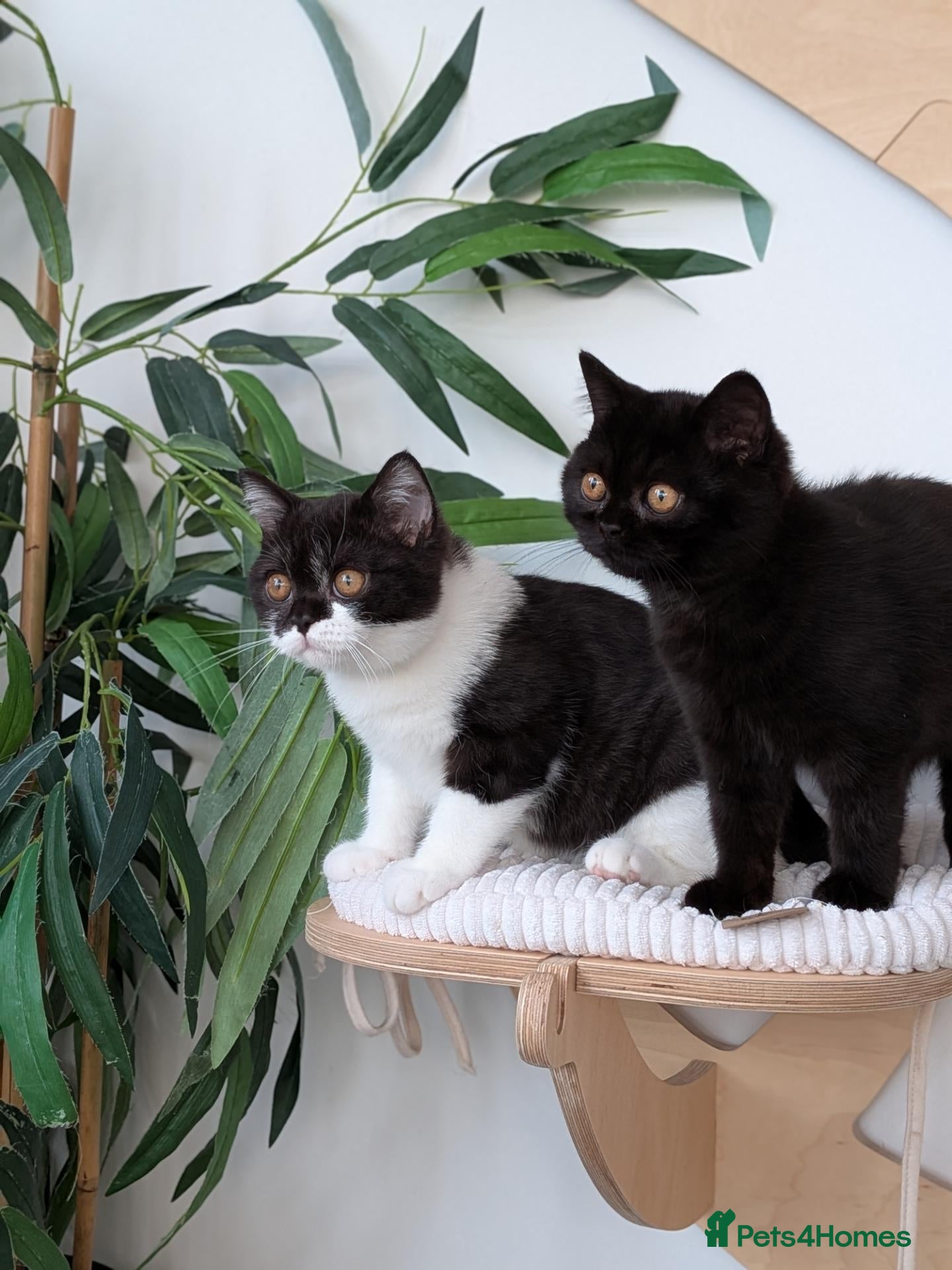 British Longhair cats GCCF British Shorthair  - Advert 21