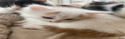 Mixed Breed cats for sale: Beautiful long hair kittens  - Advert 21