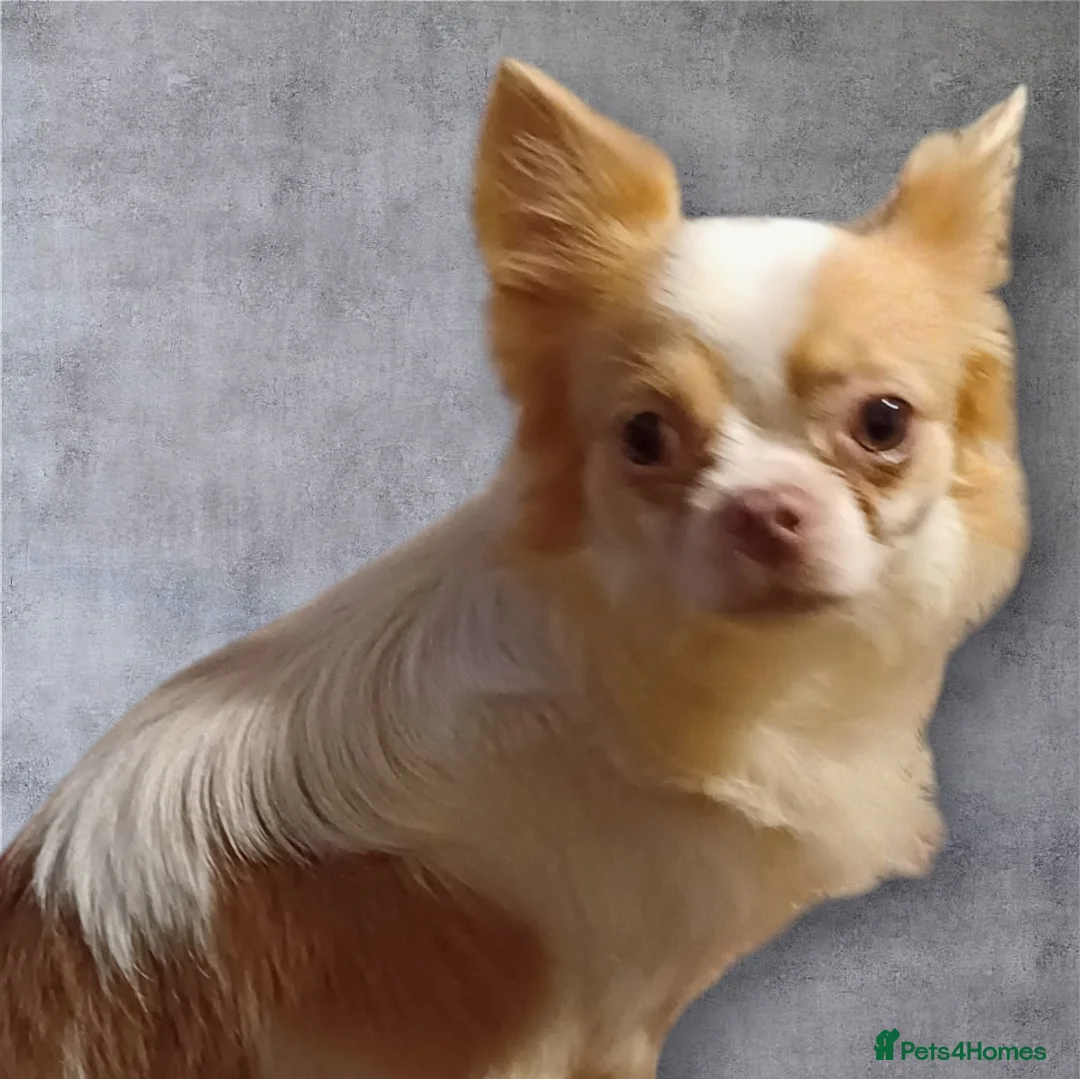 Chihuahua dogs for stud: Kc long haired chihuahua stud  in Wisbech - Advert 4