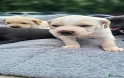 Mixed Breed dogs for sale: Ready to collect – Cane Corso puppies  - Image 36