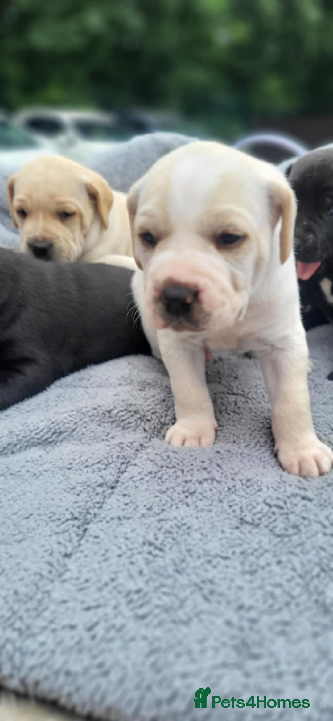 Mixed Breed dogs for sale: Ready to collect – Cane Corso puppies  - Image 36