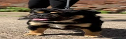 English Bulldog dogs for stud: Fluffy English bulldog for stud - Advert 4