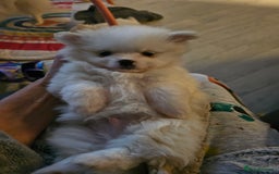 Pomchi dogs for sale: Stunning fluffy babys ready now  - Image 1