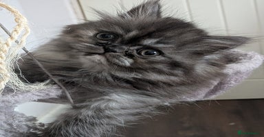 Persian cats - Advert 4