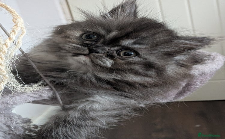 Persian cats - Advert 1