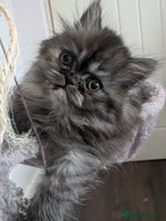 Persian cats - Advert 3